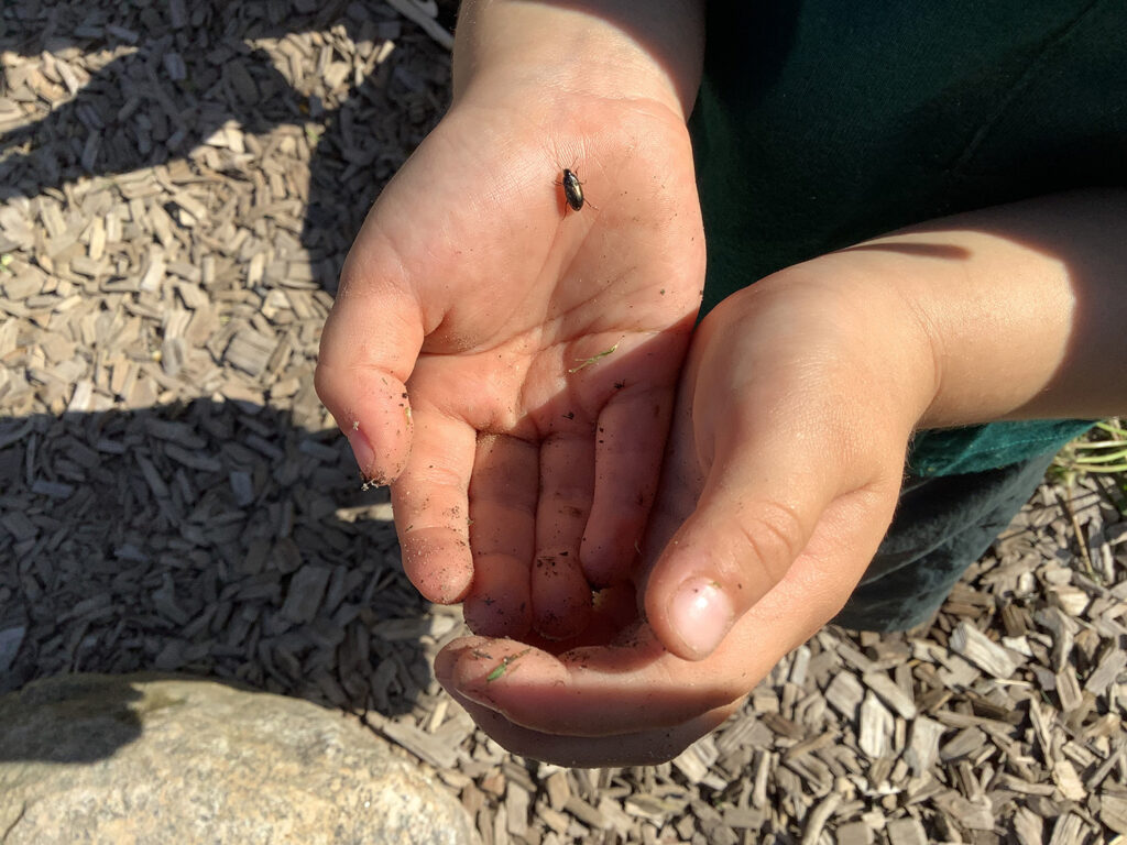 Apelsinen7 Ett par kupade barnhänder som håller i en skalbagge