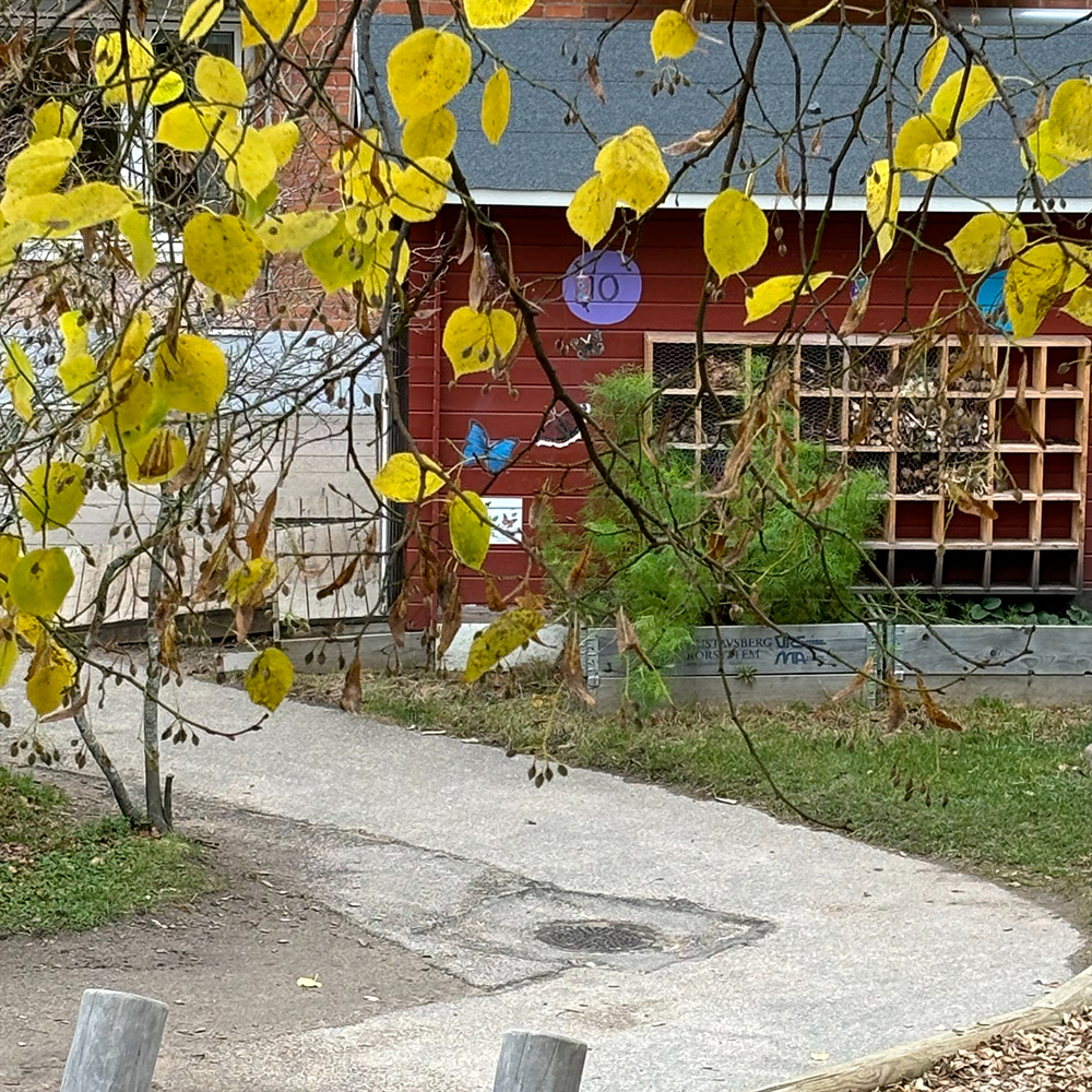 Höstlöv på träden på gården
